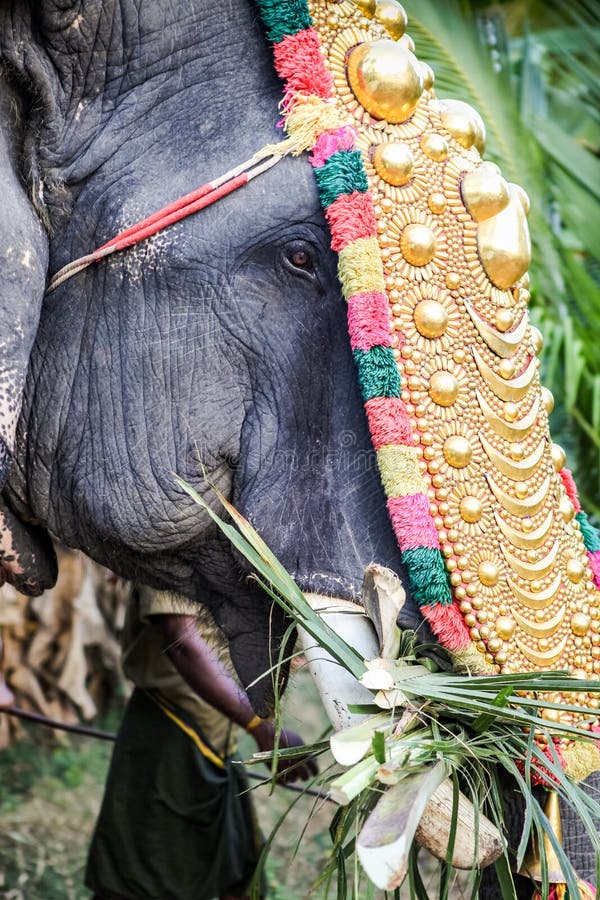 Indian Elephant Eats Green Plant Leaves India Kerala Kochi Stock Photo -  Download Image Now - iStock