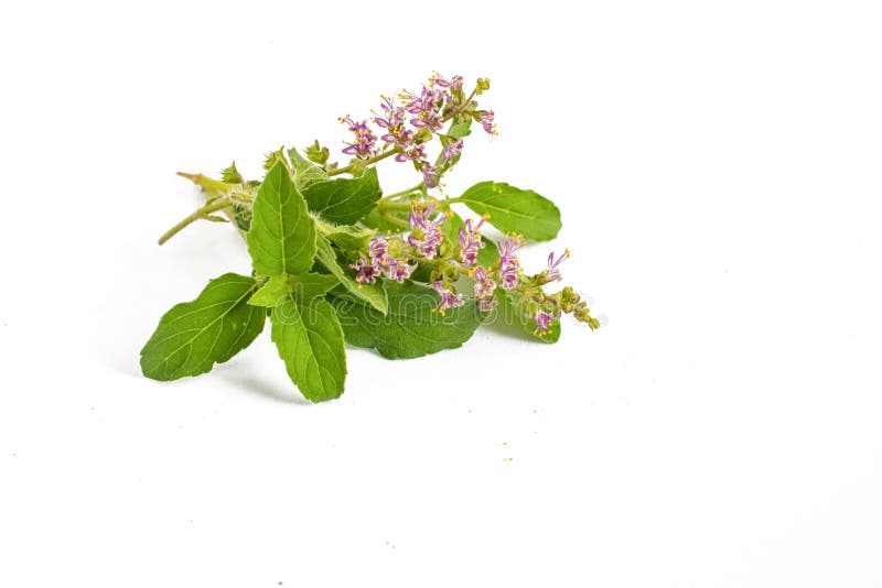 Closeup of Indian Wild Basil Leaves with Flowers of Basil Stock Photo