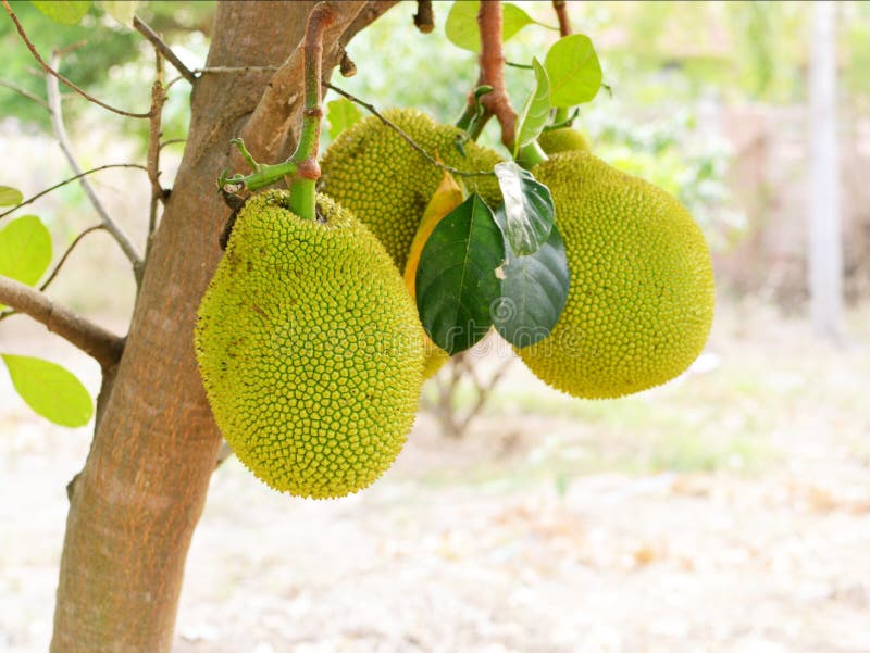 Closeup of Jackfruit on Tree with Leaf Stock Photo Image of yellow