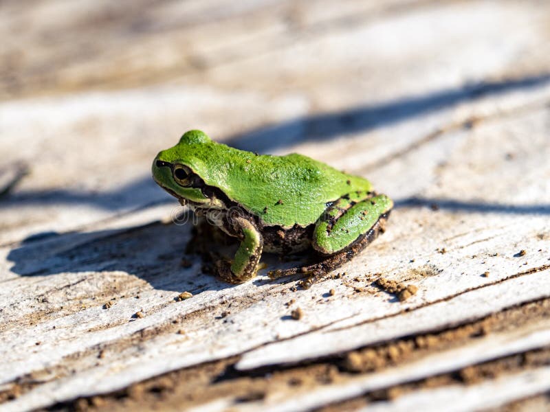 Closeup of a Japanese Tree Frog on a Wooden Plank Under the Sunlight Stock Image Image of tree