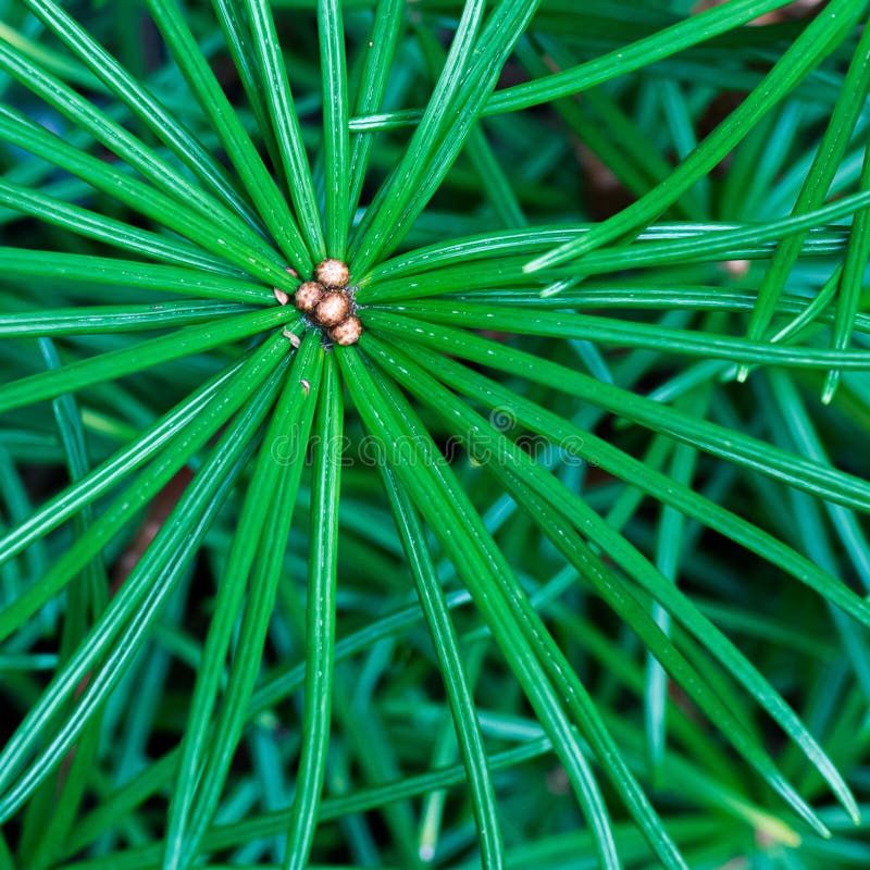 Japanese Red Pine Bonsai Pinus Densiflora Indoor With The Scientific