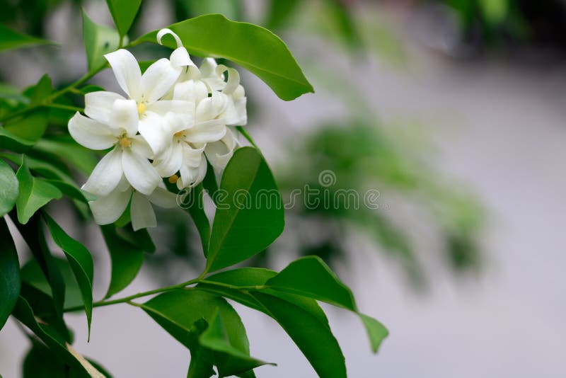 Jasmine flower in a garden stock photo. Image of leaf 127183700