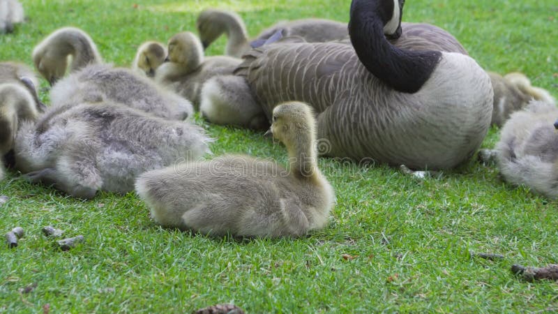 Closeup 4k video of Canada Goose with goslings resting on green grass springtime