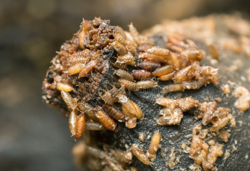 Larvae and pupa in banana of common fruit fly, Drosophila melanogaster