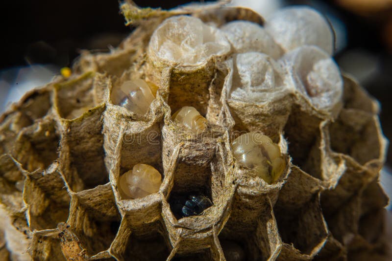 Closeup of Larvae in a Wasps Nest.. Stock Photo Image of yellow