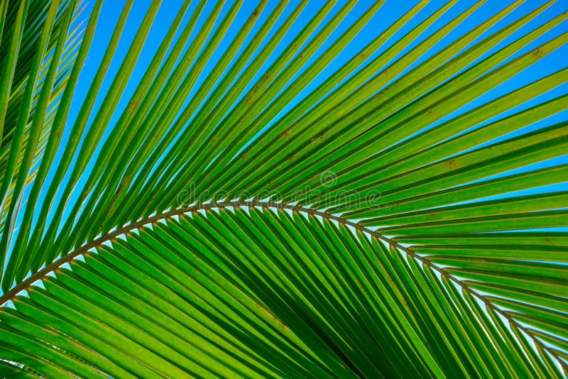 Green leaf of a palm tree branch, sunny day with clear blue sky. Relaxing atmosphere on the seaside, lie on a beach under a palm t