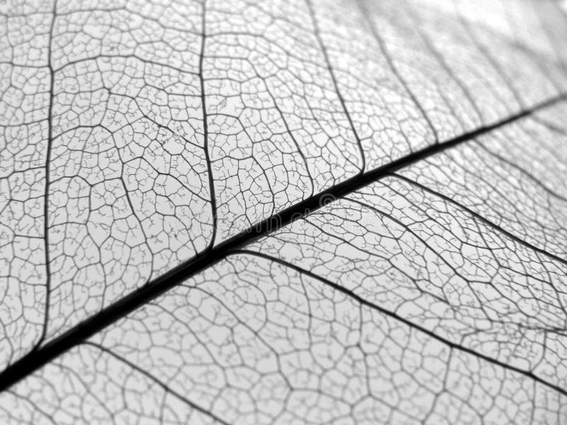 Closeup leaf veins texture