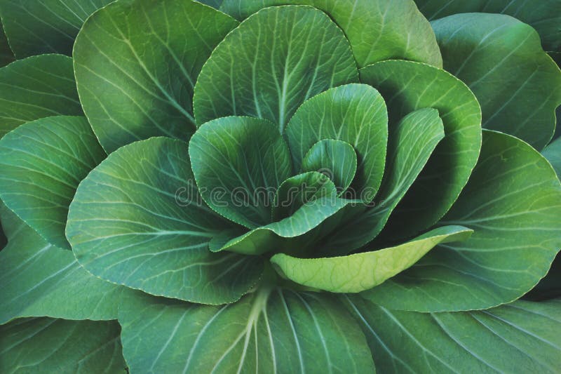 Closeup of Leafy Green Vegetables, Chinese Cabbage, Bok Choy Stock