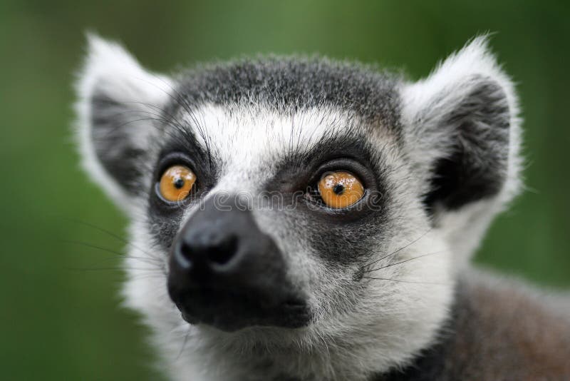 Closeup of lemur