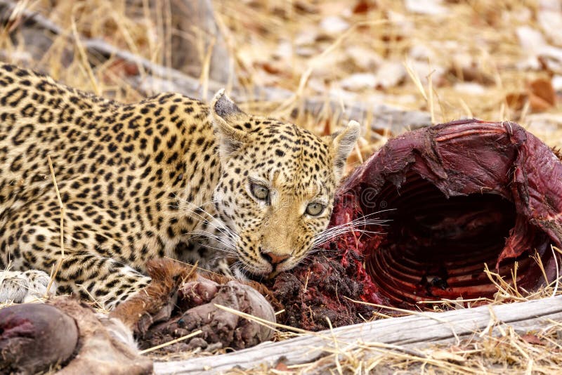 Closeup of a leopard guarding his prey stock photography