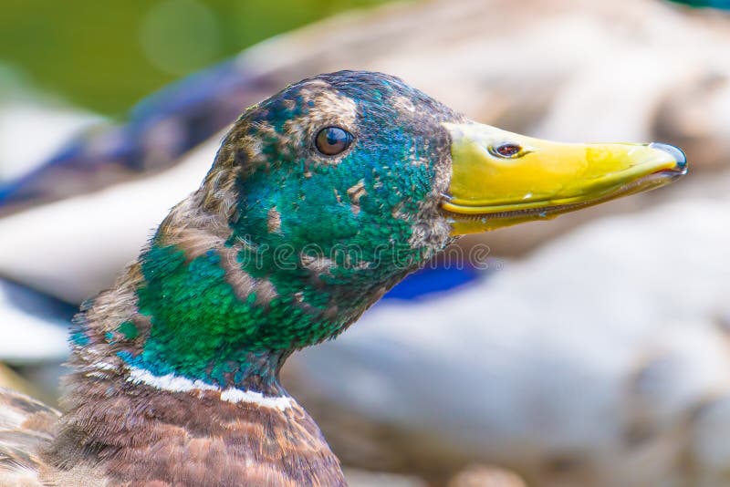 Closeup of a likely juvenile male mallard duck molting feathers starting to get an iridescent green head - taken in the Wood Lake