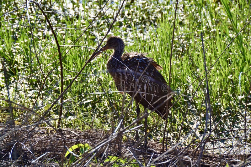 Closeup of Limpkin (Aramus guarauna) standing near wetland at Circle B Bar