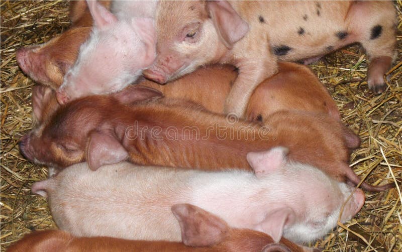 Closeup of little colored pigs sleeping on the hay, farm