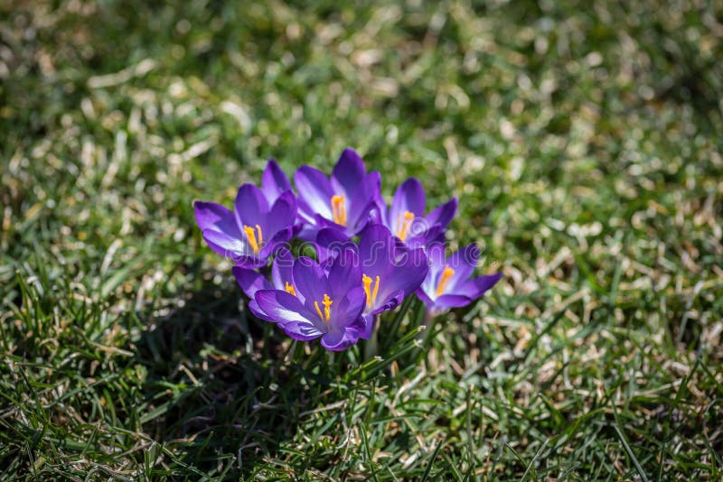 Closeup of little purple crocus flowers blooming in early spring royalty free stock photo Closeup of little purple crocus flowers blooming in early spring royalty free stock photo