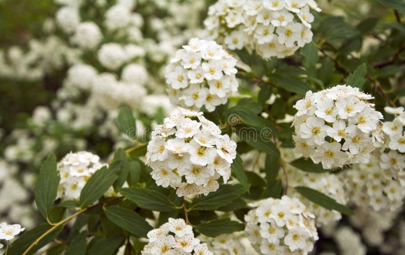 Closeup of a little white flower