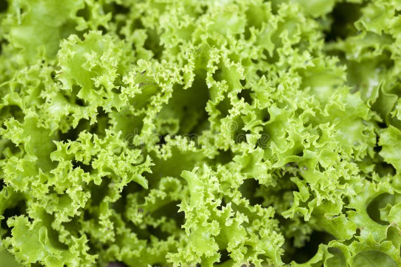 Closeup of Lollo Biondo Lettuce Stock Image - Image of natural ...