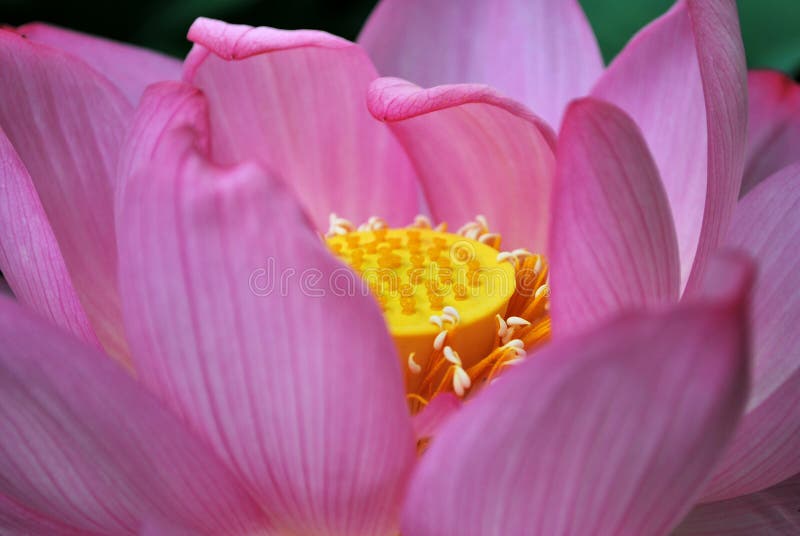 Closeup of lotus flower