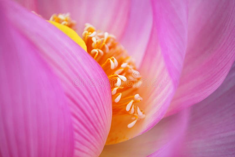 Closeup lotus flower