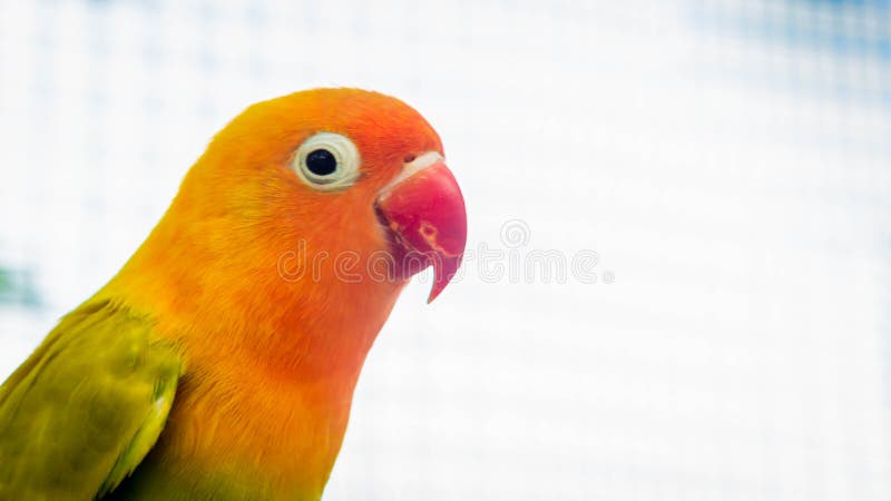 Closeup of yellow love bird Agapornis fischery. Closeup of yellow love bird Agapornis fischery