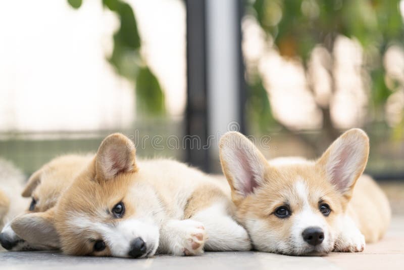 Closeup of lovely, cute corgi dog puppies lying stock photo