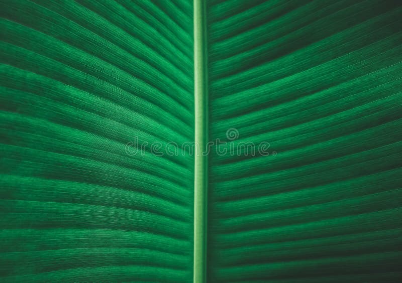 Banana leaf wallpaper abstract exotic plant Vector Image