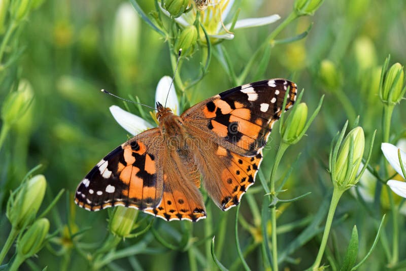 Vanessa cardui , the Painted lady butterfly suckling nectar on flower dorsal view , butterflies of Iran