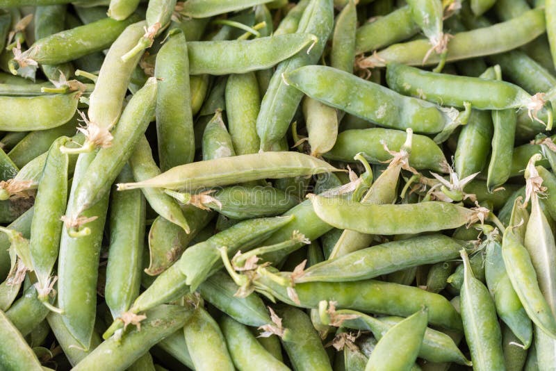 Closeup Macro Pile of Fresh Green Peas Ready for Cleaning Stock Photo