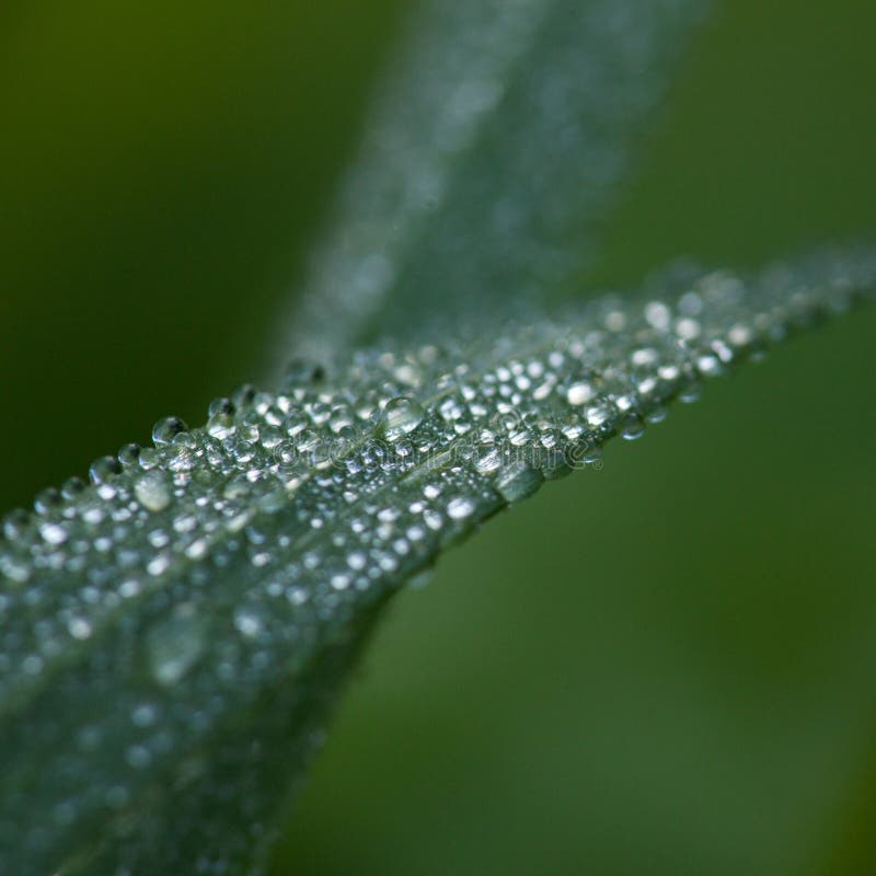 Dew on Blade of Grass stock photo. Image of spring, morning 30111954