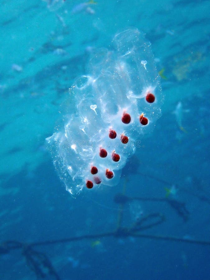 Baby Jellyfish Eggs