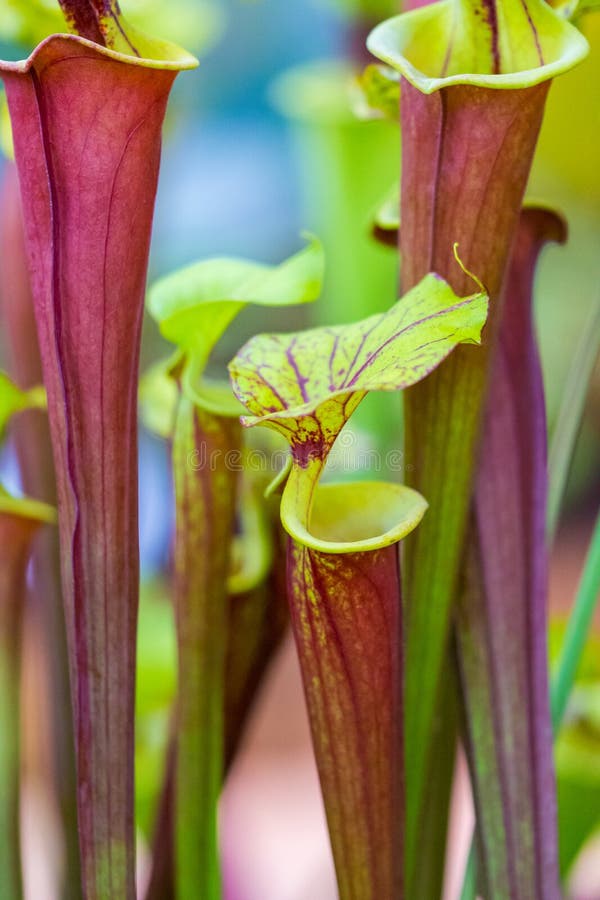 Closeup macro view of sarracenia leucophylla plant. Green insect consuming plant is growing in garden. Interesting botanical leafs royalty free stock photos Closeup macro view of sarracenia leucophylla plant. Green insect consuming plant is growing in garden. Interesting botanical leafs royalty free stock photos