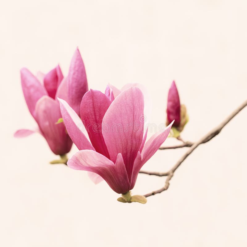 Closeup magnolia on white background.