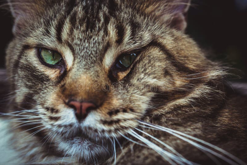 Closeup of Maine Coon Black Tabby Cat with Green Stock Image Image of maine, outside 48891043