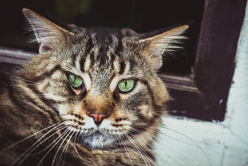 Closeup of Maine Coon Black Tabby Cat with Green Stock Image Image of maine, head 48891141