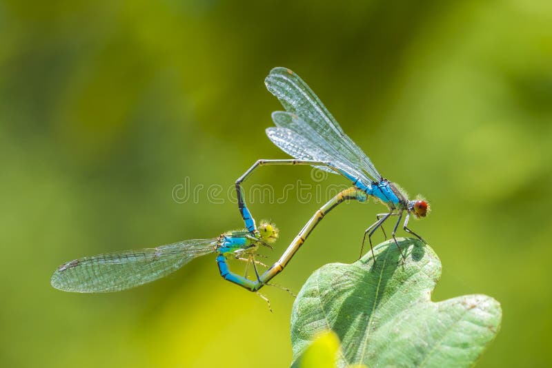 Heart shaped mating wheel by a male and female small red-eyed damselfly Erythromma viridulum