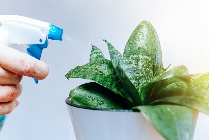 Closeup of man`s hand spraying water on houseplants. Flower head watered from a watering can on white background stock photo
