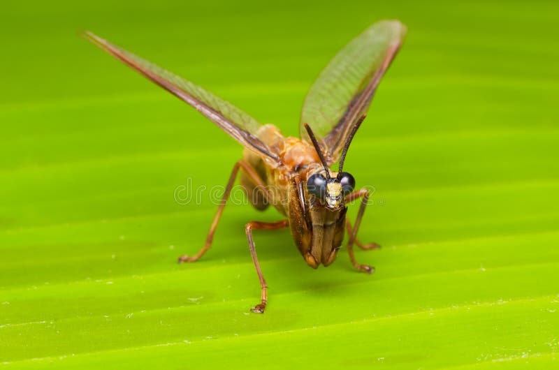 Closeup mantid fly on green leaf