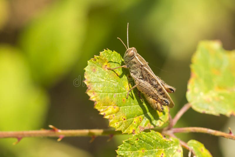 Meadow Grasshopper - Chorthippus parallelus