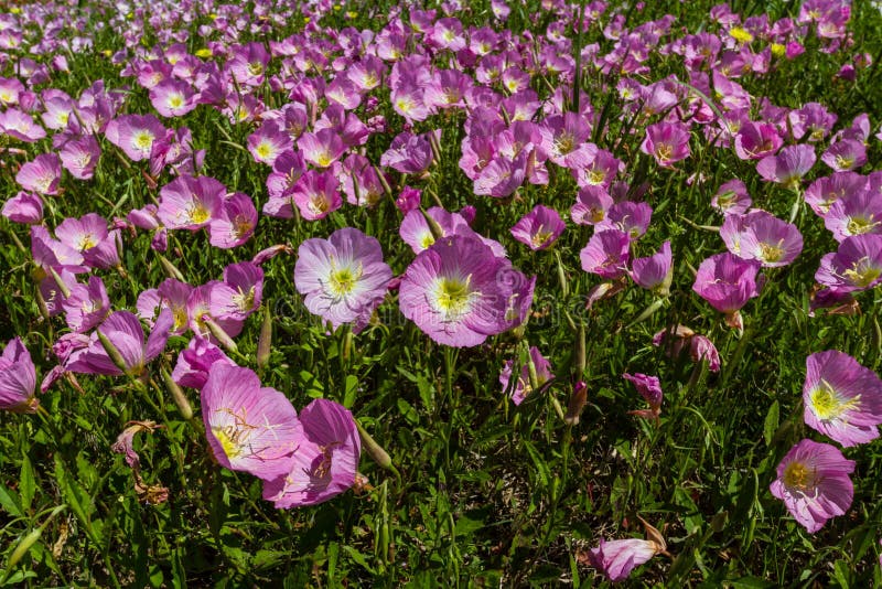 A Closeup of a Meadow of Texas Pink Evening Primrose Wildflowers.