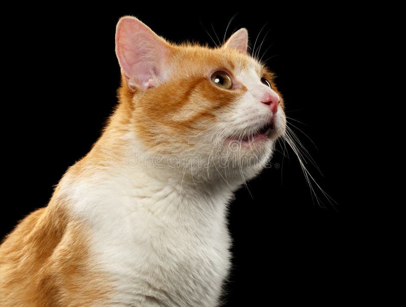 Closeup Meowing Ginger Cat On Black Stock Photo Image of nature