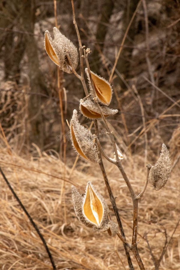 361 Milkweed Winter Stock Photos Free & RoyaltyFree Stock Photos