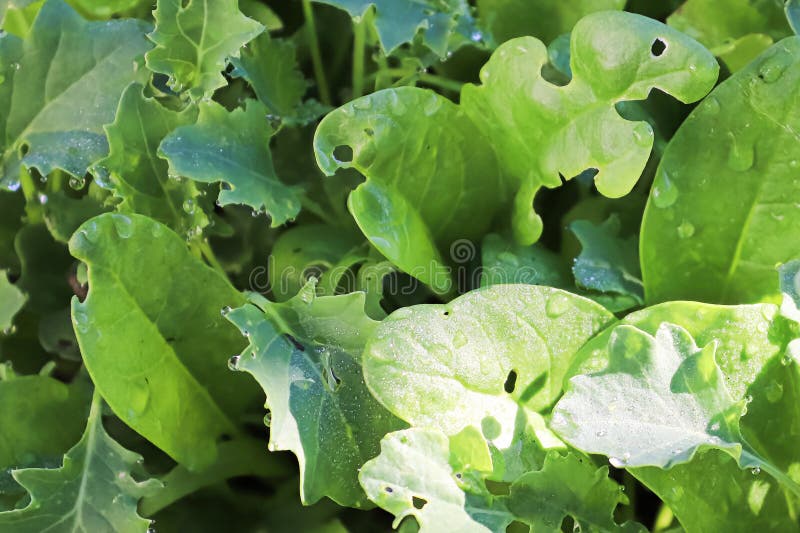 Leaf lettuce baby plants stock photo. Image of abstract 4978906