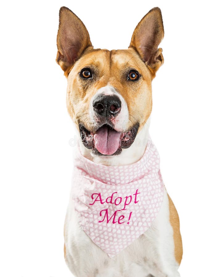 adopt me dog rescue