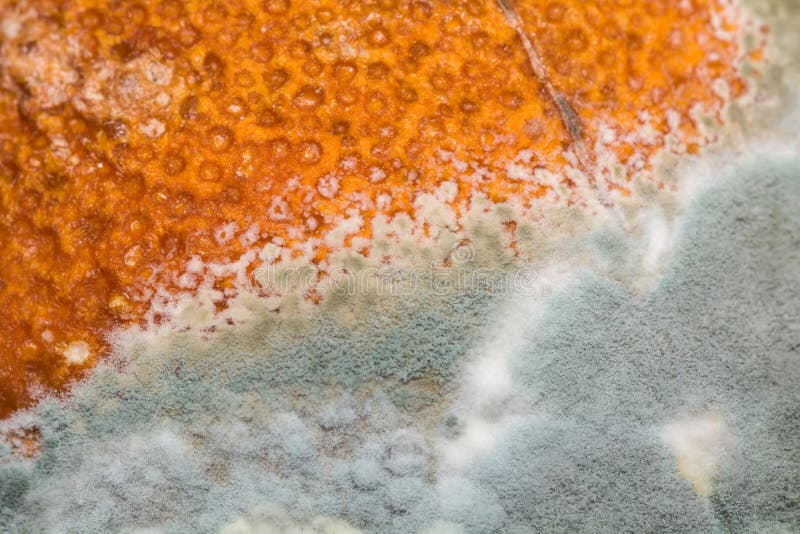Closeup of Mold on an Orange. Rotten Fruit. Stock Image Image of