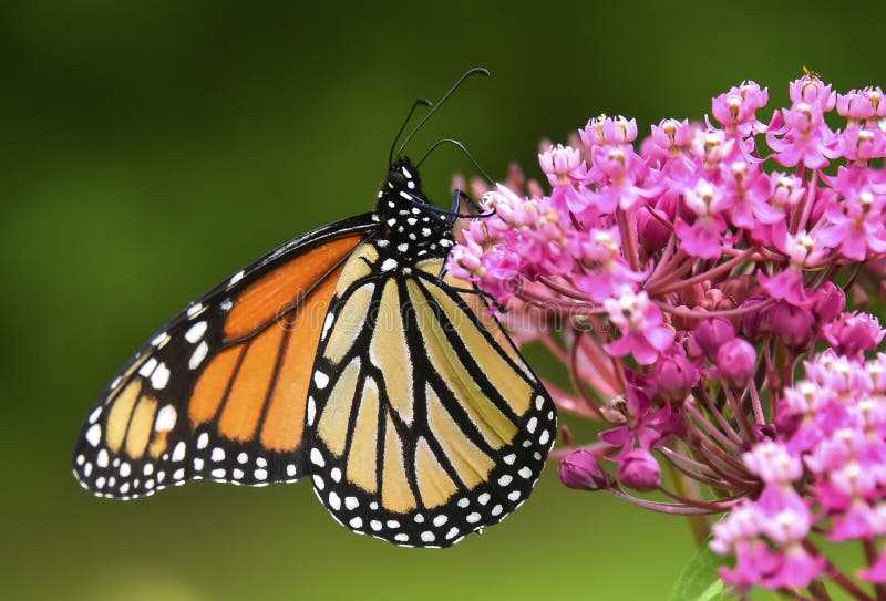Closeup of Monarch Butterfly with Wings Spread Stock Photo - Image of ...