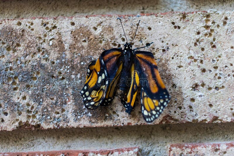 Closeup of a Monarch Butterfly on the Wall Stock Photo Image of detail, nature 258813848