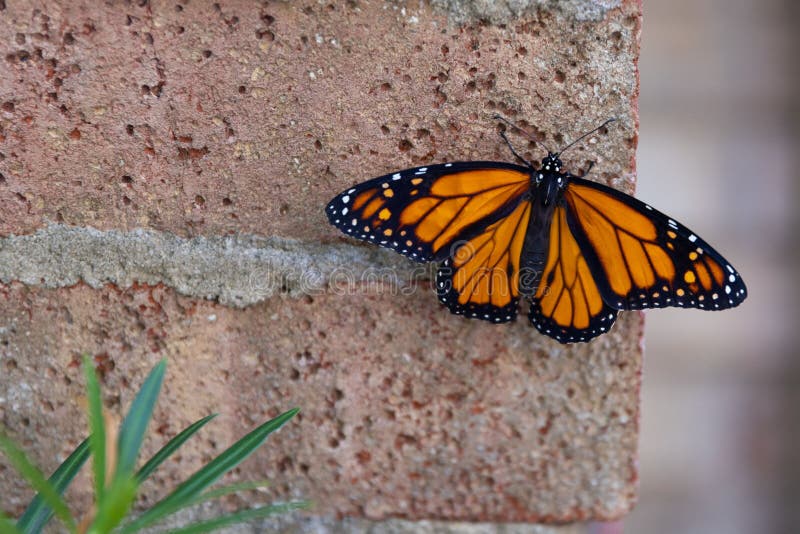 Closeup of a Monarch Butterfly on the Wall Stock Image Image of beautiful, closeup 258813849