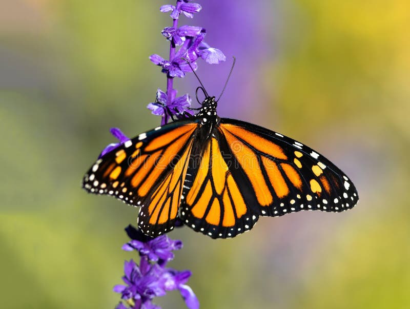 Monarch Butterfly with open wings on Lavender Flower stalk