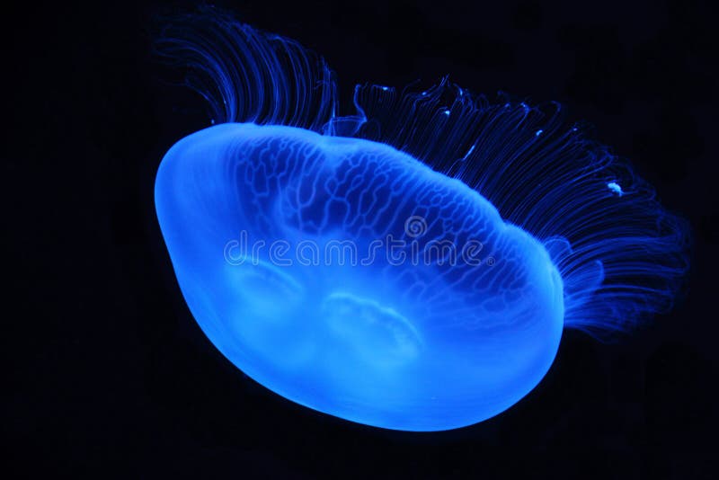 Download 2 001 Moon Jelly Photos Free Royalty Free Stock Photos From Dreamstime PSD Mockup Templates