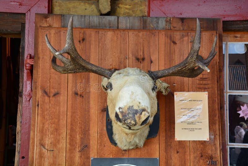 Closeup of a Moose Head on a Wooden Cabin Wall Stock Photo - Image of