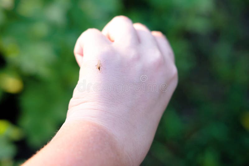 Closeup Mosquito Which Sits On A Hand Insects In The Summer Mosquito Closeup Mosquito Which Sits On A Hand Insects In The Summer Mosquito